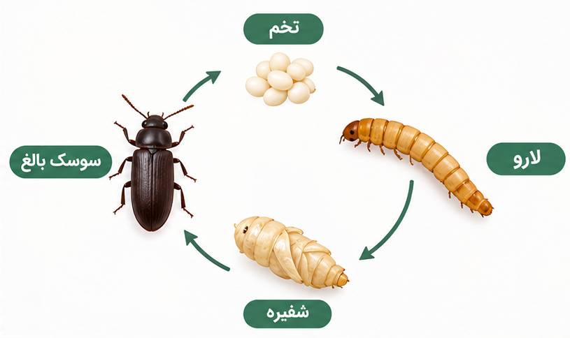 مراحل زندگی کرم میلورم12_