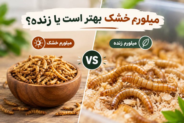 میلورم خشک بهتر است یا زنده؟